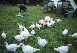 Check spelling or type a new query. This Beyond Organic Farm Raises Turkeys Chickens And More Heraldnet Com