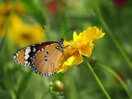 Pics Of Butterflies Flowers For Flower Lovers Hd Flowers N Butterfly Desktop Wallpapers Hd Flowers Beautiful Flowers Wallpapers Beautiful Butterflies