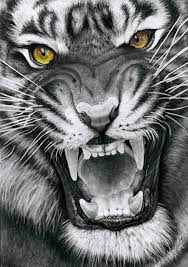 Snarling Tiger By Yankeestyle94 On Deviantart Tiger Art Animal Drawings Tiger Drawing
