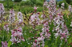 Brennende Busch Dictamnus Albus In 2020 Blumen Stauden Garten Wildblumenwiese