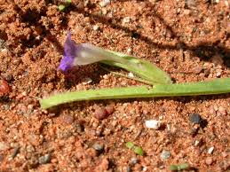 Image result for Aptosimum lineare