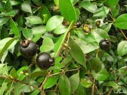 Image result for Eugenia natalitia