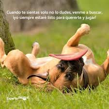 Maybe you would like to learn more about one of these? Frases De Perros Mas De 60 Ideas Para Inspirarte