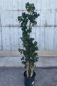 Image result for Polyscias