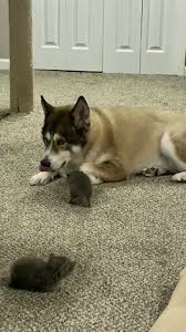Welcome To Nature On Twitter Foster Baby Doesn T Understand Why Our Old Man Won T Play With Her She Follows Him Aro In 2020 Cat And Dog Videos Akita Dog Foster Baby