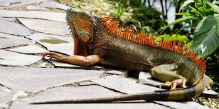 They breed in high numbers, and swarm all over the fort lauderdale area. Iguana Removal Tips And Tricks To Keep Them Away From Home