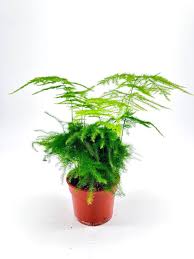 Image result for Asparagus setaceus