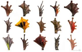 Jodi Rowley On Twitter In 2021 Webbed Hands Creature Design Cells Project