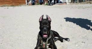 Kayseri De Tehlikeli Irk Sinifina Giren 9 Kopege El Konuldu News Haber Pitbull Hayvanlar Kopek
