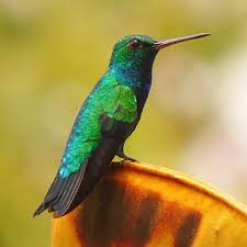 Image result for Cibirhiza