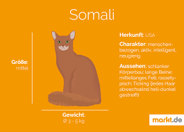 somali rasseportrait charakter farben und zucht markt de somali katzenrassen seltsame katzen