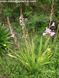 Image result for Watsonia borbonica