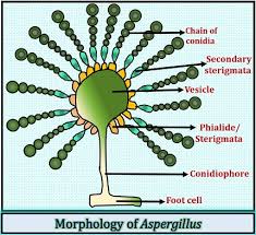 Osler's nodes are painful, red, raised lesions found on the hands and feet. What Is Aspergillus Structure Features And Reproduction Biology Reader