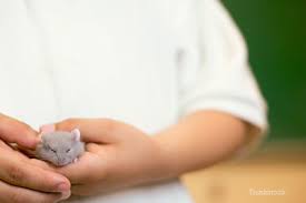 We believe these special pets deserve compassionate veterinarians who have dedicated their careers solely to exotic. Choosing A Veterinary Hospital For Your Exotic Pet 5 Basic Questions
