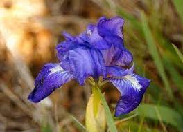 Care Of German Irises Information On German Iris Planting When To Transplant Iris Purple Flowers Garden Iris Flowers