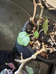 Image result for Senecio milanjianus