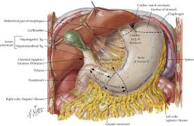 We did not find results for: Abdomen Basicmedical Key