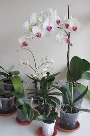 Phalaenopsis Orchids Flower Spikes My Orchid Diary