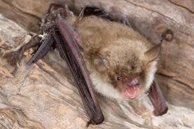 Batyear So Leben Fledermause Im Jahresverlauf Nabu