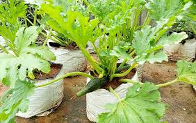 Its always easy to get over excited and grow too many things at one time. How To Grow Zucchini At Home From Seeds Growing Zucchini Zucchini Plants Squash Plant