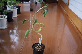 Image result for Dorstenia benguellensis