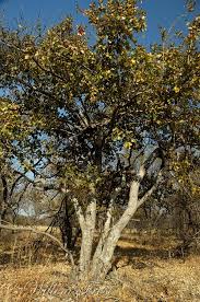 Image result for Combretum holstii