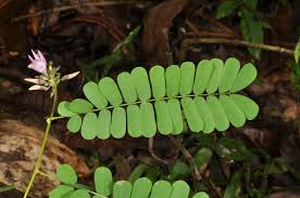 Image result for Abrus fruticulosus