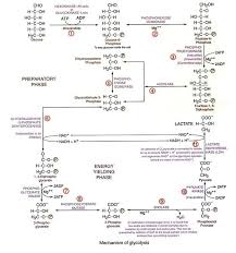 metabolism of carbohydrates catabolism and anabolism with