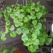 Image result for Plectranthus alboviolaceus