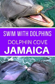 Swim With Dolphins At Dolphin Cove Montego Bay Central America Travel Travel Activities Caribbean Travel