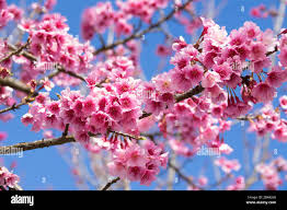 Image result for Prunus cerasoides