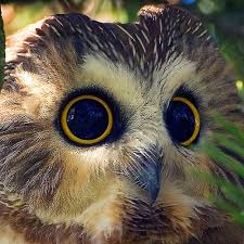 Creepy Bird With Big Eyes Bright Eyes Northern Saw Whet Owl By Ted Busby Saw Whet Owl Owl Owl Bird