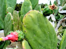 How strong are these spines compared to the fishhook? University Of Florida Ifas Charlotte County Extension Padded Cactus Watch The Spines And Especially The Glochids