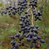 Jun 15, 2020 · these purple berries look like grapes but contain toxic compounds in the roots, leaves, stem, and fruit. 3