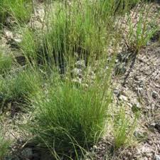 Image result for Festuca chodatiana