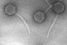 Bacteria serve as natural hosts, with transmission achieved through passive diffusion. Https Core Ac Uk Download Pdf 12207504 Pdf