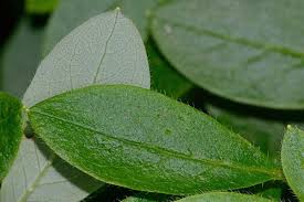 Image result for Alantsilodendron pilosum