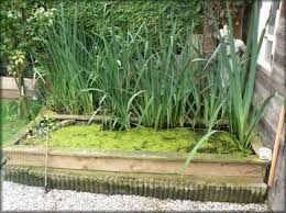 Les plantes aquatiques oxygénantes offrent une solution idéale pour garder une eau claire et saine dans votre bassin de jardin. Plante De Bassin Filtrante