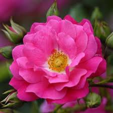 In pot (with soil) plant code. Rosa Flower Carpet Pink Beechmount Garden Centre