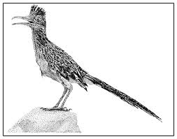 Rockin Roadrunner Drawing By Jack Pumphrey Find high quality roadrunner clipart, all clipart images can be downloaded for free for personal use only. rockin roadrunner by jack pumphrey