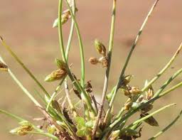 Image result for Schoenoplectiella articulata