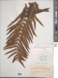 Image result for Amblovenatum