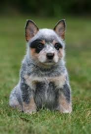He S Just Big Boned Heeler Puppies Animals Baby Animals