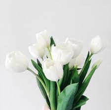 White Tulips White Tulips Blue Lotus Flower When To Plant Tulips