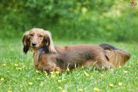 Are you looking for mini dachshund puppies for sale? Miniature Dachshund Dog Breed Facts Highlights Buying Advice Pets4homes