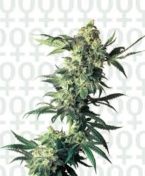 Varieties are the product of the very finest cannabis genetics. Northern Lights Feminised Sensi Seeds Cannabis Seeds