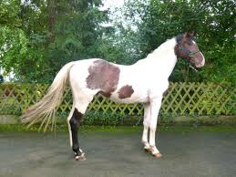 Image result for tbn:tVj6rqcH-AQR9M::www.pregonagropecuario.com.ar/images/caballo_overo.jpg