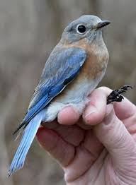 Birds Of Eastern Pa Carnegiemuseumnaturalhistory Eastern Bluebird Blue Bird Eastern Bluebird Nature Reserve