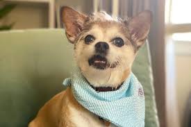 The gallbladder is an organ that stores and releases bile into the digestive tract. Fundraiser For Julian Alvarado By Aaron Olson Help With Gizmo S Vet Bills