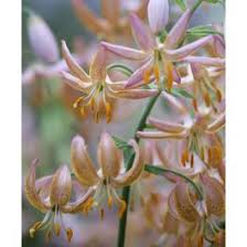 Image result for Lilium martagon `Chameleon`